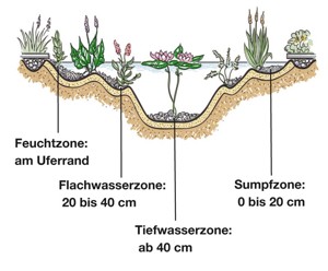 Glück ist Grün Detailansicht Allgemeines Teichpflanzen Pflanzung